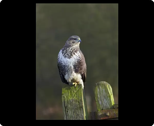 Common buzzard (Buteo buteo) perched on a gate post, Cheshire, England, UK, December