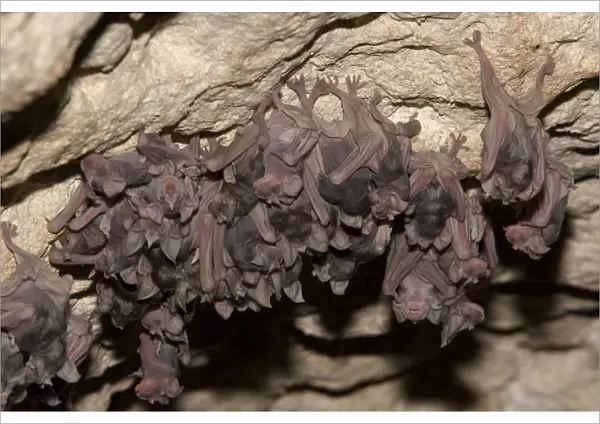 Juvenile Mehelys Horseshoe bat ( Rhinolophus mehelyi) roosting in a cave near Nikopol
