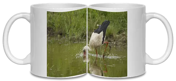 White Stork (Ciconia ciconia) feeding in water, Bulgaria, May 2008, sequence 2  /  3