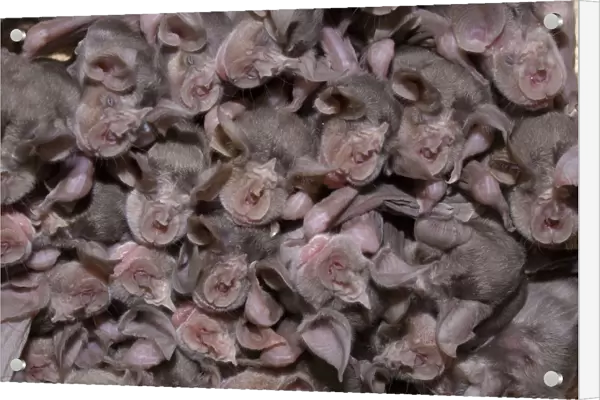 Juvenile Mehelys horseshoe bats (Rhinolophus mehelyi) roosing in cave, Bulgaria