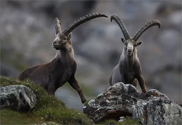 Two Alpine ibex (Capra ibex ibex) Hohe Tauern National Park, Austria, July 2008