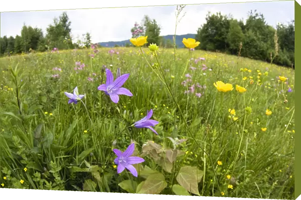 Flowering meadow with Spreading bellflower (Campanula patula) and Buttercup (Ranunculus