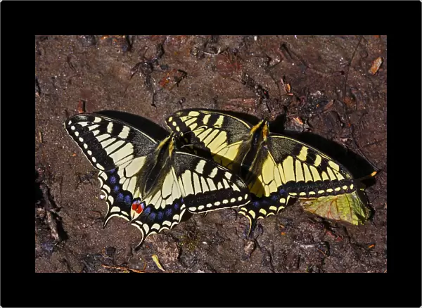 Swallowtail butterflies (Papilio machaon) sunning on a riverbank in Arkhyz section