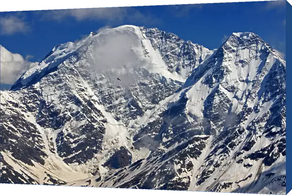 Mount Donguzorun (4, 448m) with Yellow-billed  /  Alpine chough (Pyrrhocorax graculus) flying