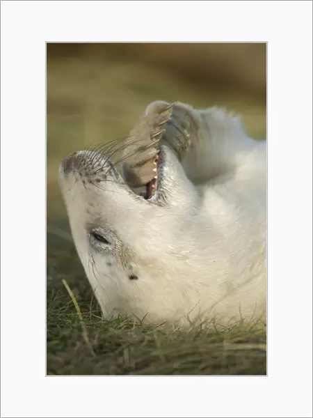 Grey seal (Halichoerus grypus) pup with flipper in its mouth, Donna Nook, Lincolnshire