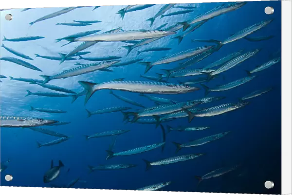 Striped  /  Mediterranean barracuda (Sphyraena sphyraena) shoal, Perduto, Lavezzi Islands