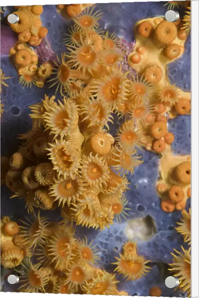Yellow encrusting anemones (Parazoanthus axinellae) and sponge, Turtle Rock