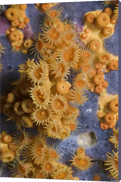 Yellow encrusting anemones (Parazoanthus axinellae) and sponge, Turtle Rock
