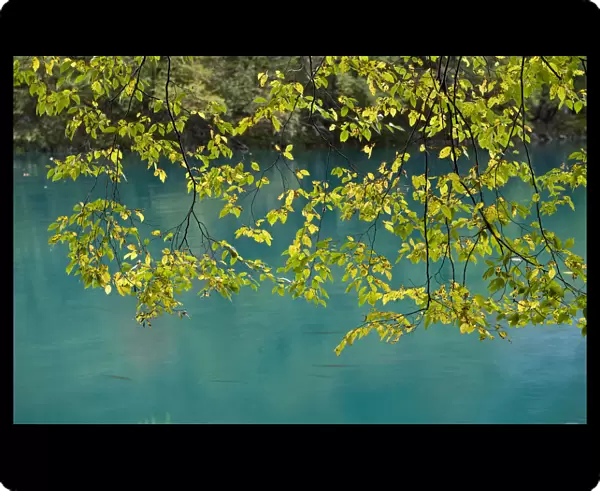European Hop-Hornbeam (Ostrya carpinifolia) leaves above turquoise water, Lower Lakes