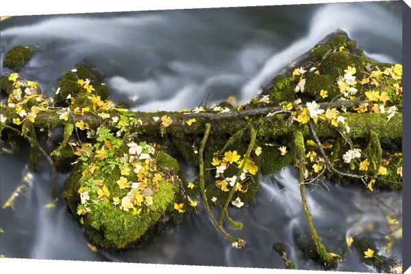 Fallen branch and moss covered rocks, Black River Crna Rijeka springs, Plitvice Lakes NP Croatia