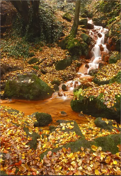 Sucha Kamenice  /  Creek in forest covered in fallen leaves, Hrensko, Ceske Svycarsko