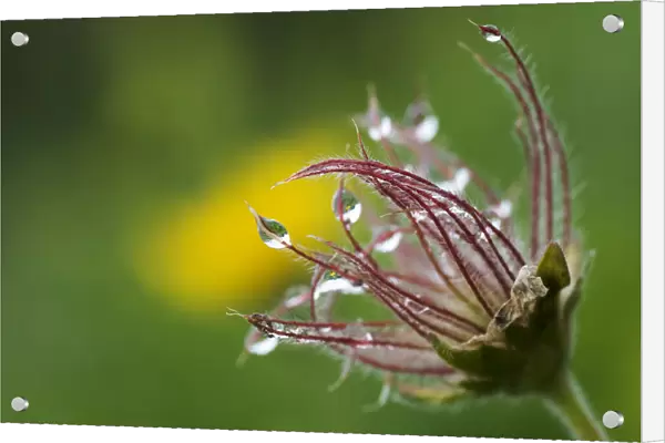 Pasque flower (Pulsatilla sp) seedhead with water droplets on it, Liechtenstein