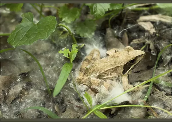 Agile frog (Rana dalmatina) in the undergrowth, with some white willow achenes, Sava river oxbow