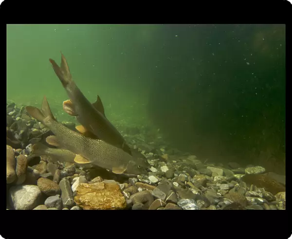 Barbel (Barbus barbus) feeding at the bottom of a pool, Sense river, Fribourg, Switzerland