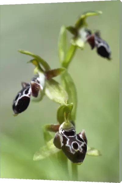 The endemic Cyprus bee orchid (Ophrys kotschyi) in flower, Hisarky, Northern Cyprus