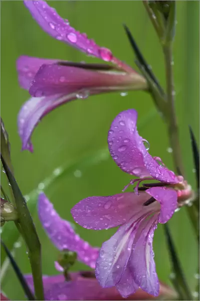 Field gladiolus (Gladiolus italicus) close-up of flowers covered in raindrops, Limassol