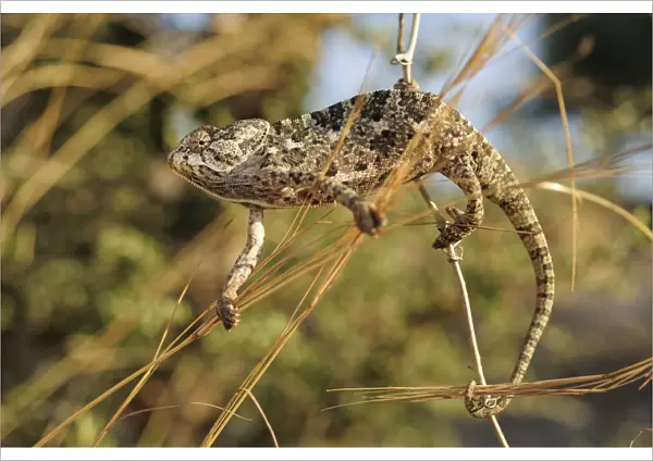 Mediterranean  /  Common chameleon (Chamaeleo chamaeleon) climbing between plant stems