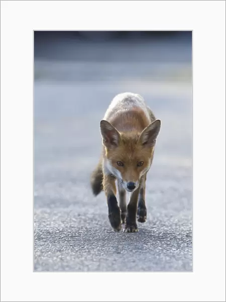Urban Red fox (Vulpes vulpes) walking, London, May