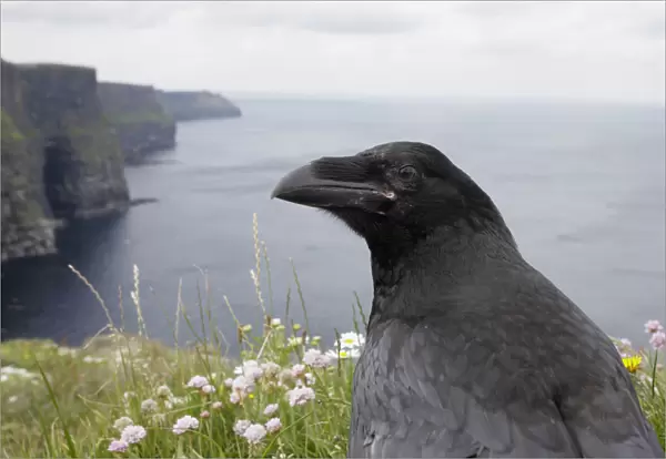 Raven (Corvus corax) on cliff top, Cliffs of Moher, The Burren, County Clare, Ireland