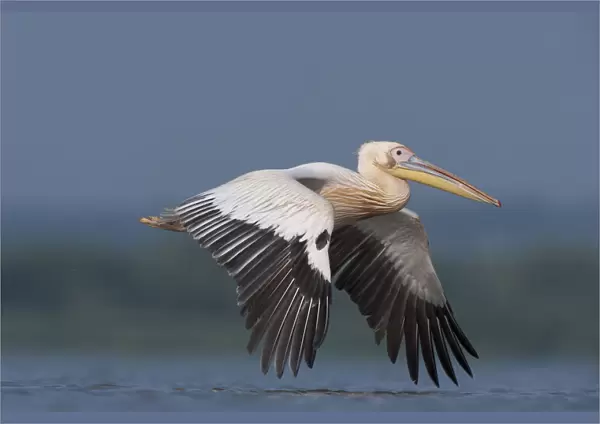 White pelican (Pelecanus onocrotalus) in flight, Lake Belau, Moldova, June