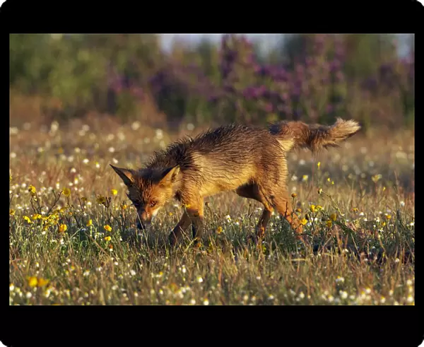 Red fox (Vulpes vulpes) in wildflower meadow, Extremadura, Spain, April 2009