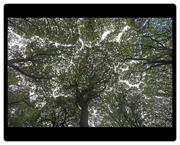 View looking up into Oak (Quercus sp) canopy, Glendalough valley, County Wicklow