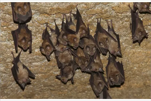 Lesser mouse eared bats (Myotis blythii) roosting in cave, Bagerova Steppe, Kerch Peninsula
