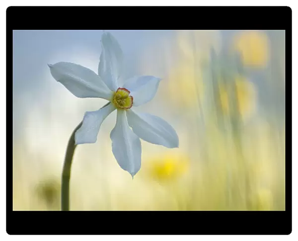 Poets daffodil (Narcissus poeticus) in flower, Sibillini NP, Italy, May 2009 WWE BOOK