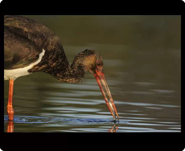 Black stork (Ciconia nigra) feeding on fish, Elbe Biosphere Reserve, Lower Saxony