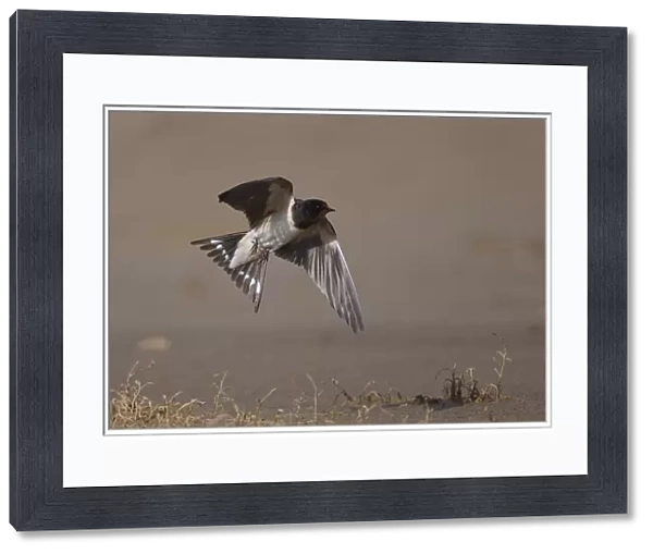Barn swallow (Hirundo rustica) in flight, Bagerova Steppe, Kerch Peninsula, Crimea