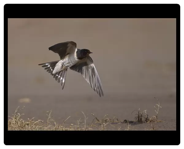 Barn swallow (Hirundo rustica) in flight, Bagerova Steppe, Kerch Peninsula, Crimea