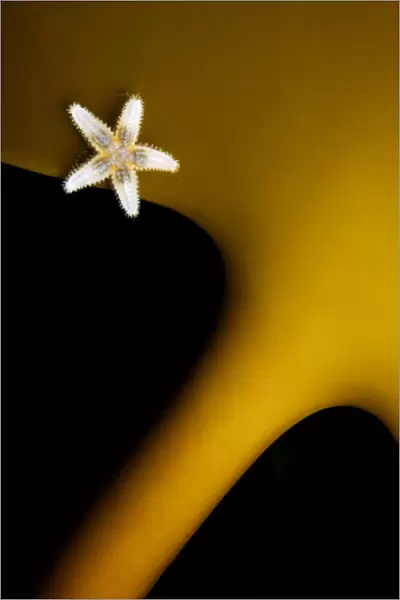 Common starfish (Asterias rubens) on Kelp (Laminaria sp) Smgen, Bohuslan Sweden, May 2005