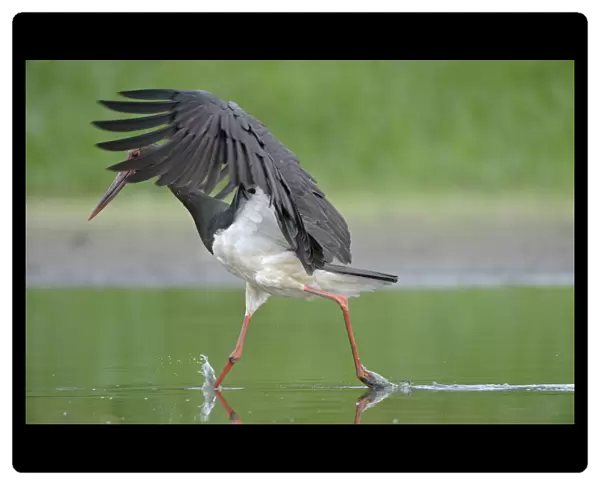 Black stork (Ciconia nigra) just after landing in river, Elbe Biosphere Reserve, Lower Saxony