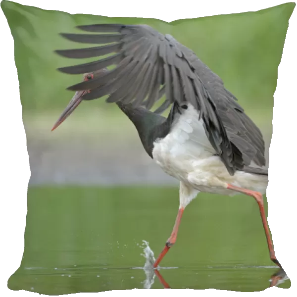 Black stork (Ciconia nigra) just after landing in river, Elbe Biosphere Reserve, Lower Saxony