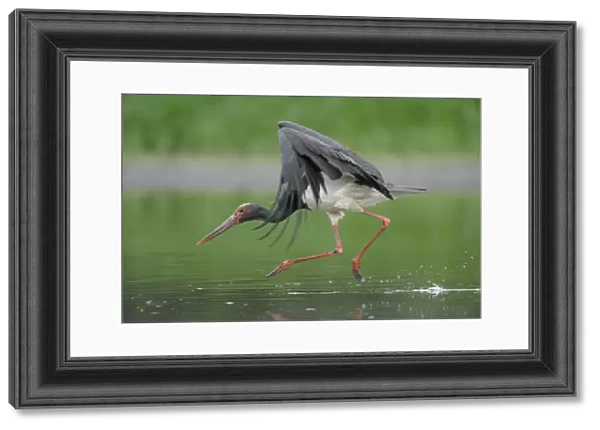 Black stork (Ciconia nigra) landing in water, Elbe Biosphere Reserve, Lower Saxony