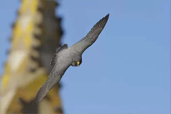 Peregrine falcon (Falco peregrinus) in flight, Barcelona, Spain, April