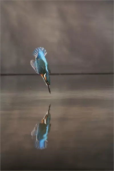 Common kingfisher (Alcedo atthis) diving into water hunting, Balatonfuzfo, Hungary