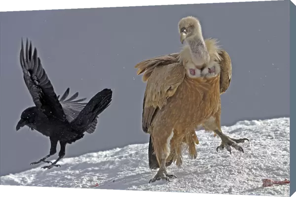 Griffon vulture (Gyps fulvus) and Raven (Corvus corax) in snow, Cebollar, Torla, Aragon