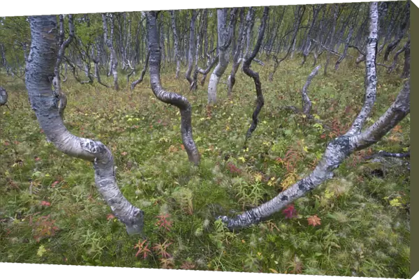 Boreal Silver birch (Betula verrucosa) forest, Sarek National Park, Laponia World Heritage Site