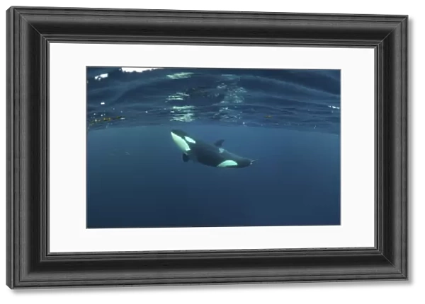 Killer whale  /  Orca (Orcinus orca) just below the surface, Kristiansund, Nordmore