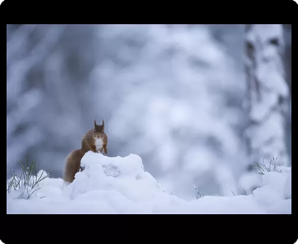 Red squirrel (Sciurus vulgaris) in snow, Glenfeshie, Cairngorms NP, Scotland, February