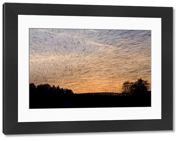 Large flock of Bramblings (Fringilla montifringilla) flying at sunset, Ldersdorf