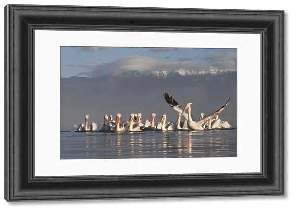 Dalmatian pelicans (Pelecanus crispus) one stretching wings, on Lake Kerkini, Macedonia