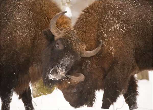 Two European bison (Bison bonasus) fighting, Bialowieza NP, Poland, February 2009