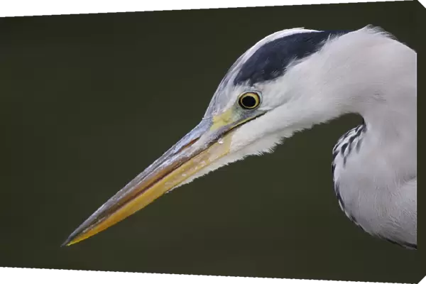 Grey heron (Ardea cinerea) profile of head and beak, Elbe Biosphere Reserve, Lower Saxony