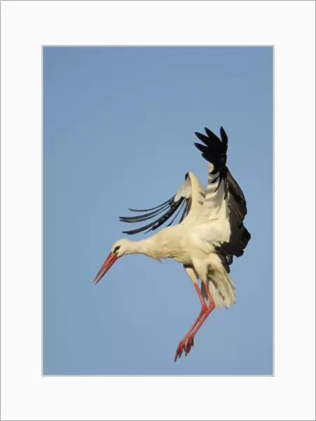 White stork (Ciconia ciconia) landing, La Serena, Extremadura, Spain, March 2009
