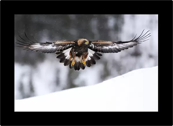 Golden eagle (Aquila chrysaetos) in flight over snow, Flatanger, Norway, November 2008