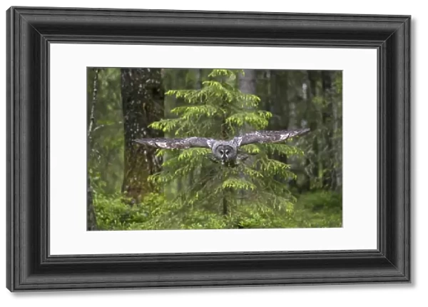 Great grey owl (Strix nebulosa) in flight in boreal forest, Northern Oulu, Finland