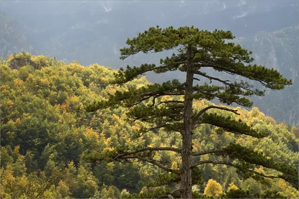 Black pine (Pinus nigra) towering over forest near Djurdjevica Tara, Tara Canyon
