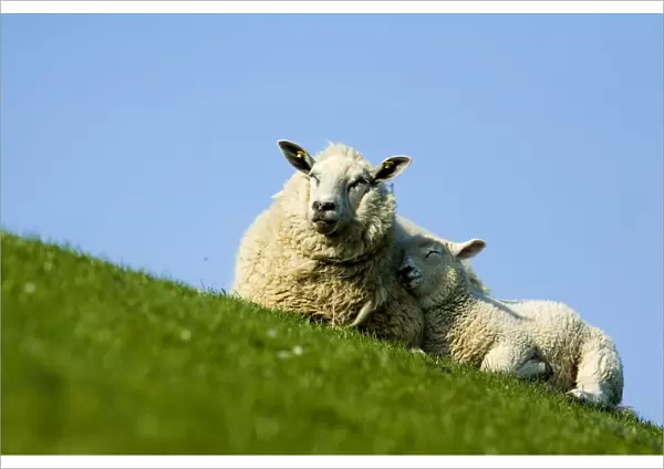 Sheep with lamb, Westerhever, Germany, April 2009